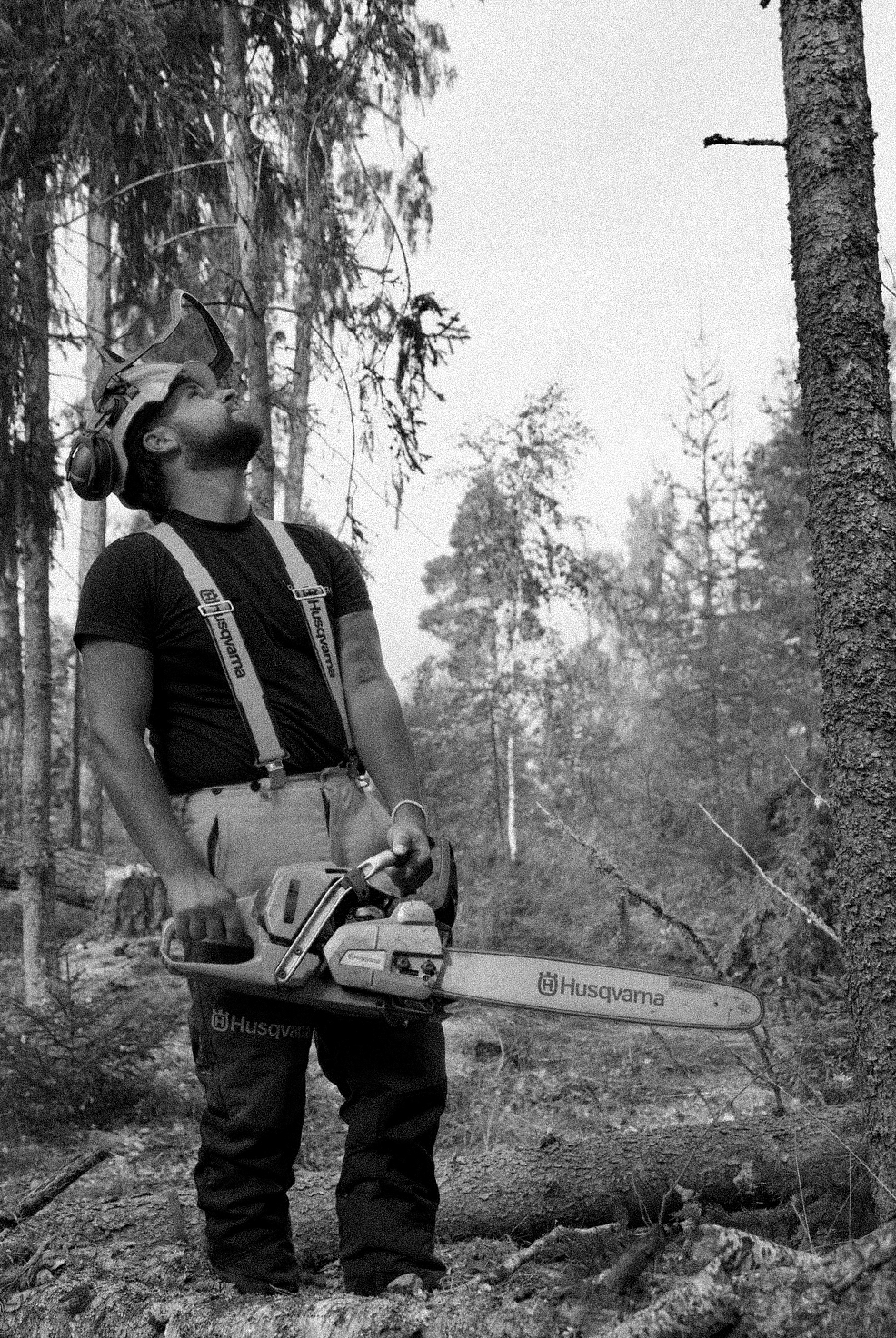 Svartvit bild av trädfällare som spanar upp i trädkronan